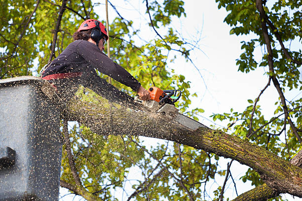 How Our Tree Care Process Works  in Pearl Beach, MI